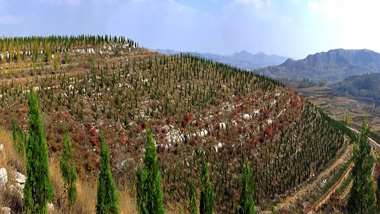 cn-shandong-afforestation