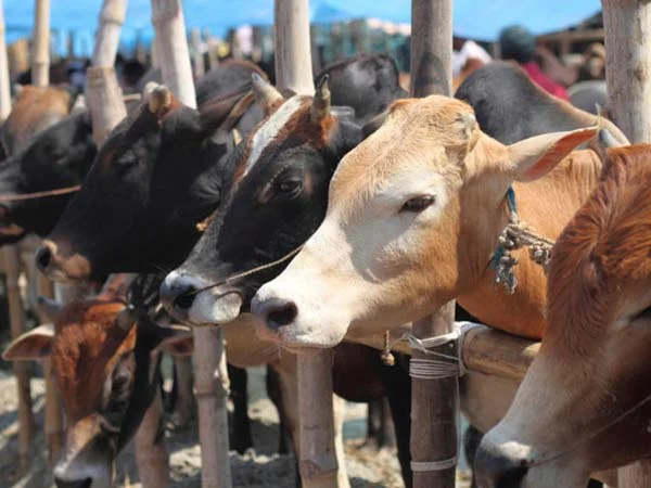 Beef Ban
