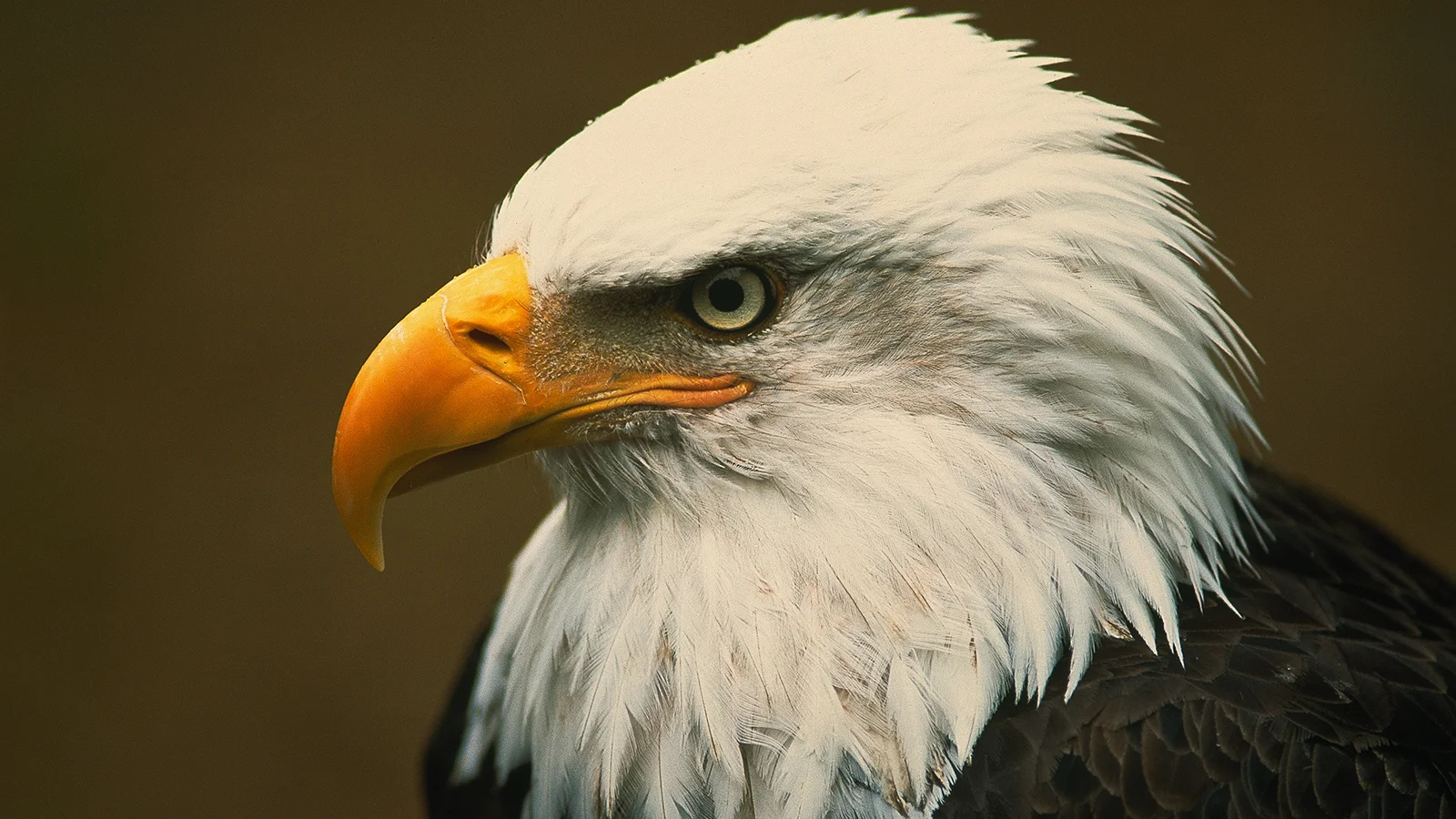 eagle-05