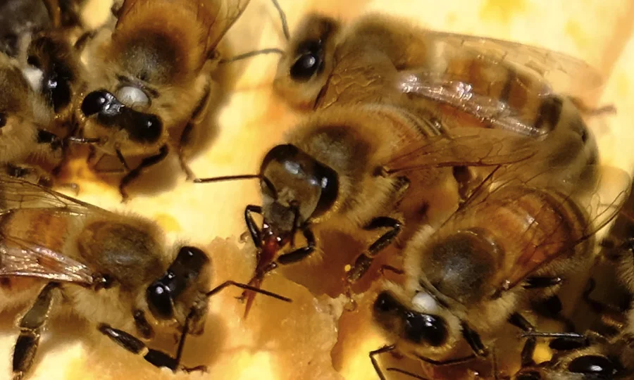 bee