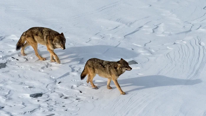 si-isleroyalewolves