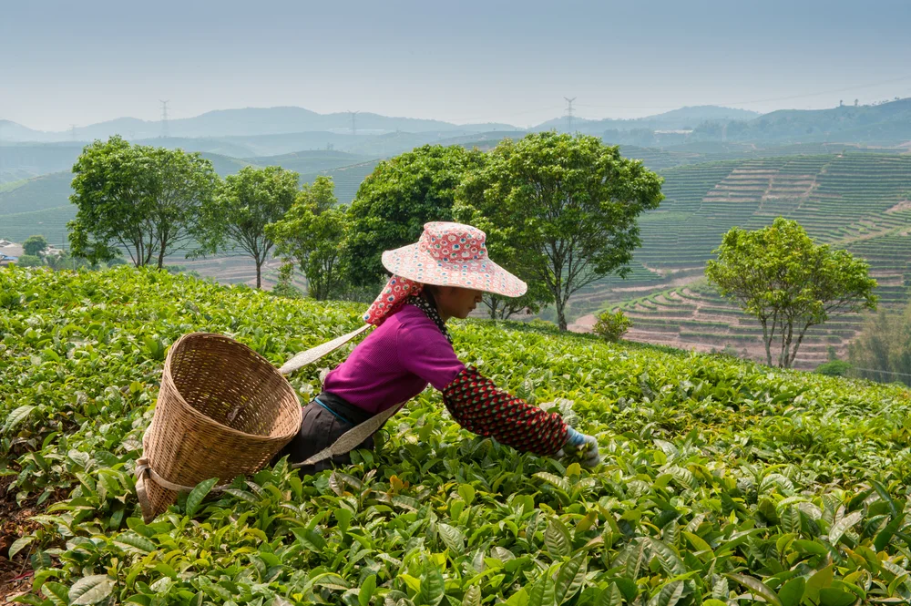 A woman harvests tea in Yunnan Province. Photo Credit: Nickolai Repnitskii