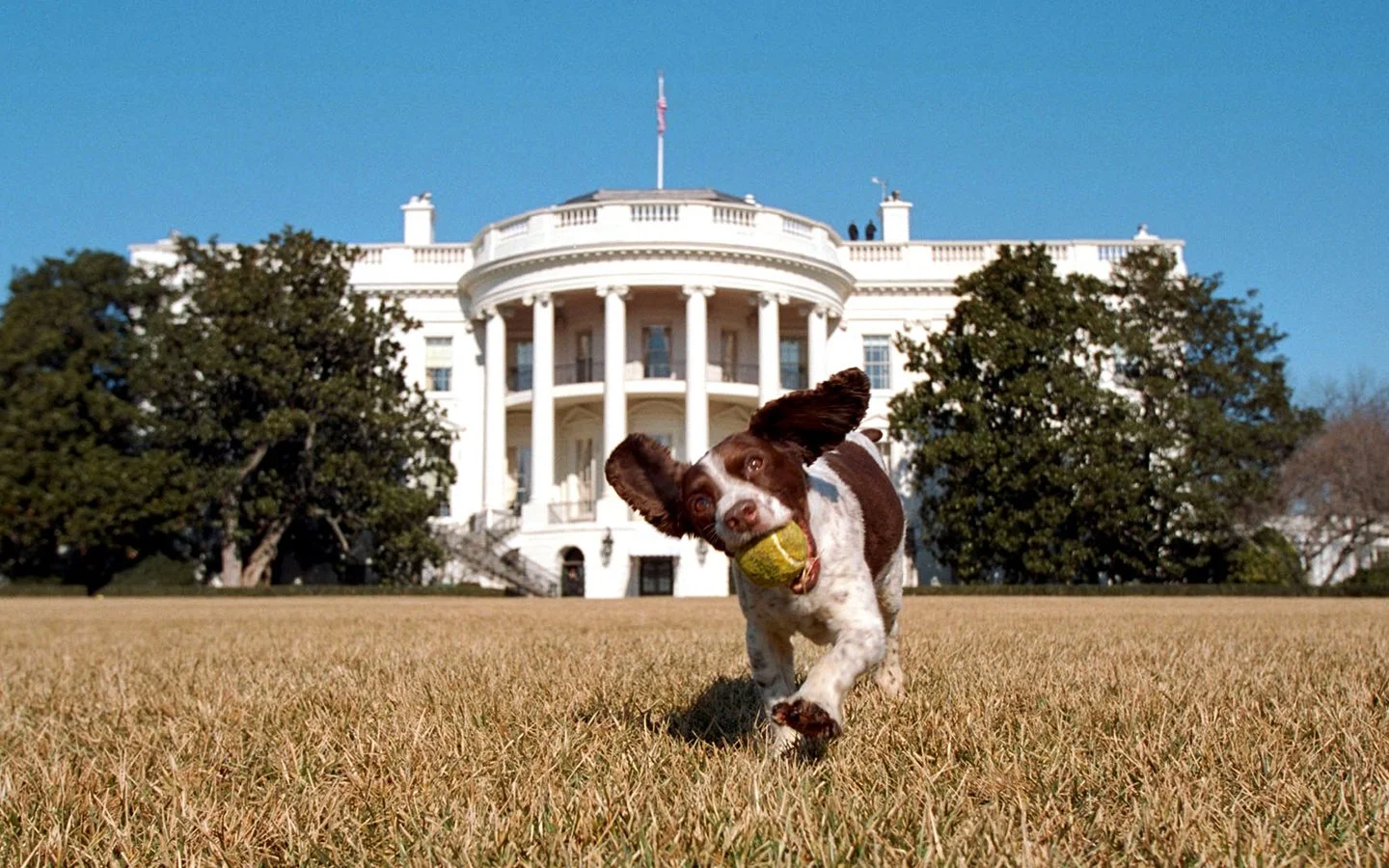 presidential-pets-bush-spotty.ngsversion.1477404795290