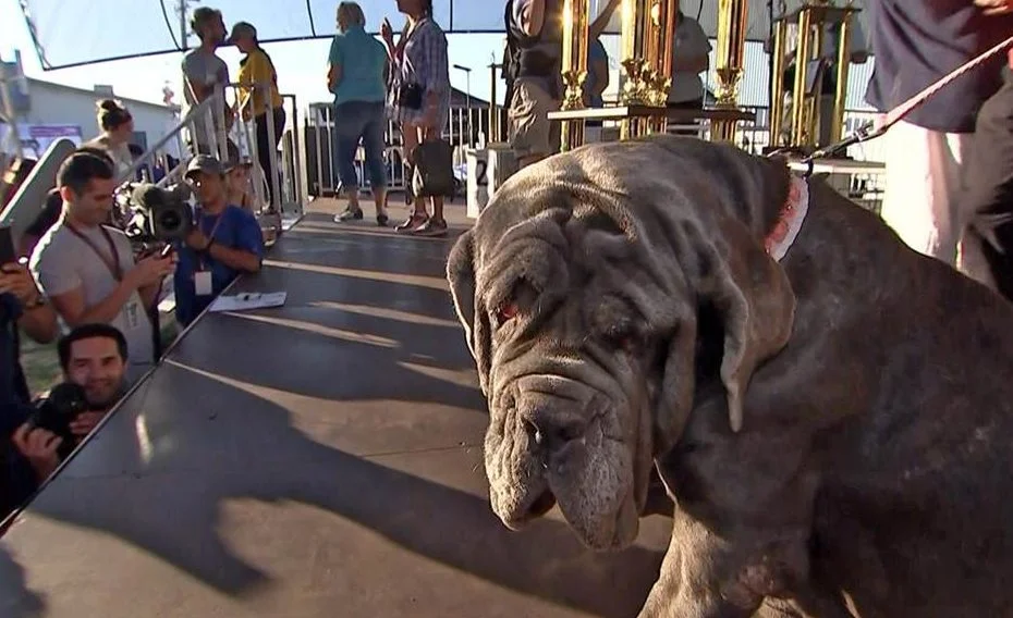 tdy_pets_kerry_ugly_170624.nbcnews-ux-1080-600