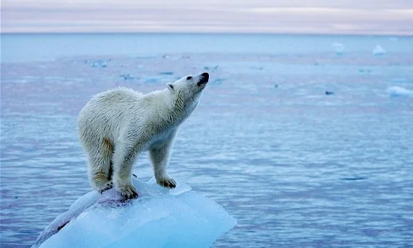 polar bear